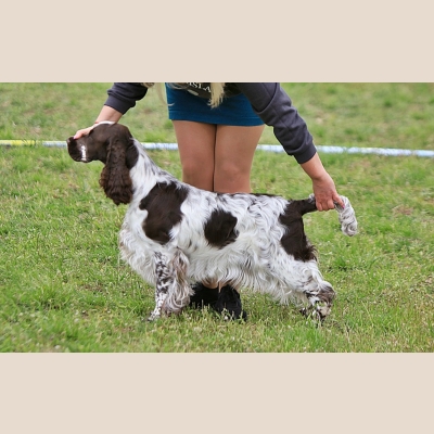 lordsett-bonjoure-cherie-wspolwlasnosc[25].jpg